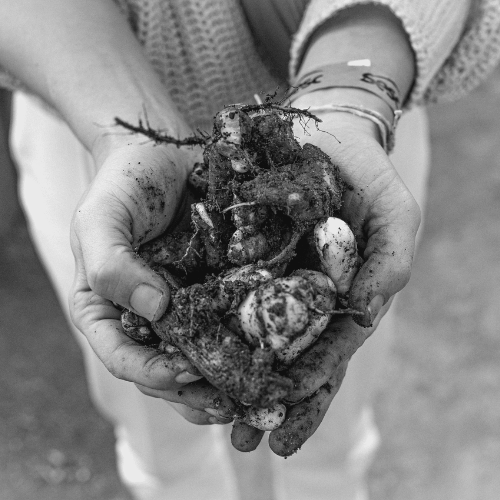 regeneração ambiental - Instituto olho dagua
